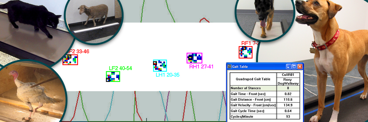 Animal Gait Analysis | Tekscan